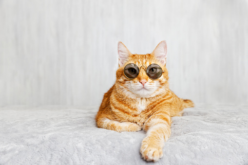 Closeup portrait of funny red cat wearing sunglasses, lying on a bed and looking straight ahead directly into the camera against white blurred background. Shallow focus. Copyspace.