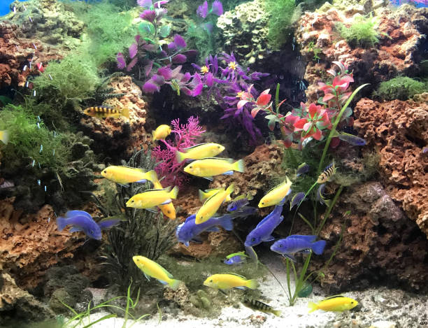 담수 열대 수족관 의 이미지 전기 노란색 말라위 cichlids/노란색 실험실 labidochromis caeruleus 물고기 수영 해양 생활 바위 배경, 슈도 트로페우스 블루 옐로우 테일 아세이 mbuna cichlid, 말라위 아프리� - fish tank 뉴스 사진 이미지