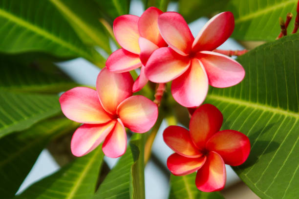 istock Plumeria Flower (Frangipani, Temple tree) 1165066957