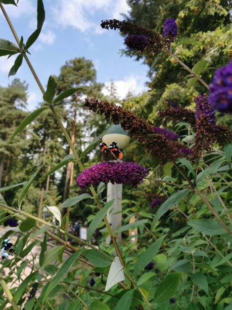istock Butterfly On Purple Flower 1165068917