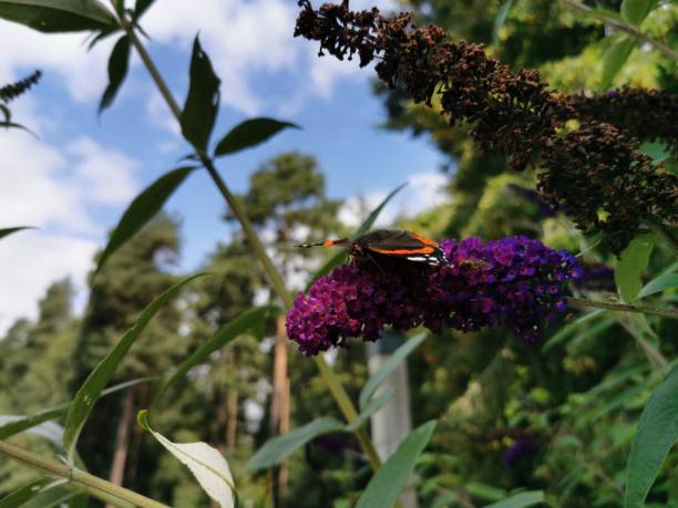 istock Butterfly On Purple Flower 1165068922