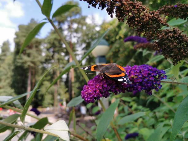 istock Butterfly On Purple Flower 1165069021