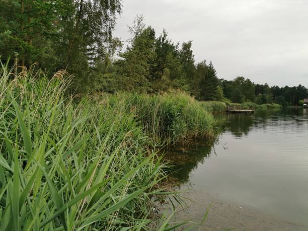 istock Calm water on the lake surrounded by trees 1165069028