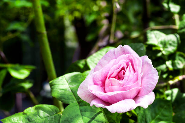 rosa centifolia (rose des peintres) flower closeup - hybrid tea rose photos et images de collection