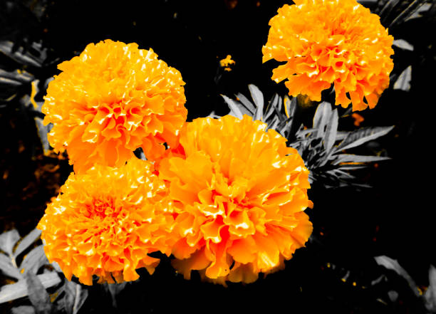 美しい抽象的なテクスチャは、黒と闇の孤立した背景と壁紙に色オレンジと黄色の花を閉じます - cut flowers rose purple flower arrangement ストックフォトと画像