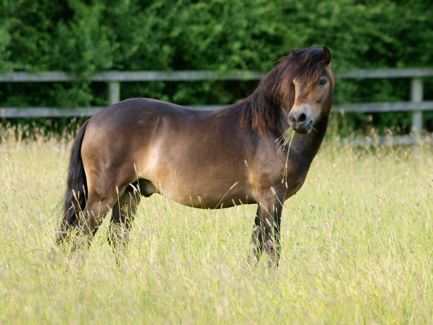 istock Rare Breed Exmoor Pony 1165070372