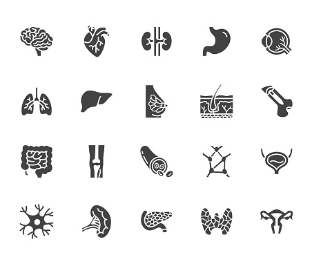 Organs, anatomy flat glyph icons set. Human bones, stomach, brain, heart, bladder, nervous system vector illustrations. Signs for medical clinic. Silhouette pictogram pixel perfect 64x64.