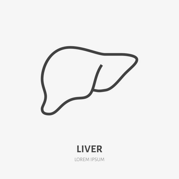 간 플랫 라인 아이콘입니다. 인간의 내부 장기의 벡터 얇은 그림, 간장 클리닉에 대한 개요 그림 - liver stock illustrations