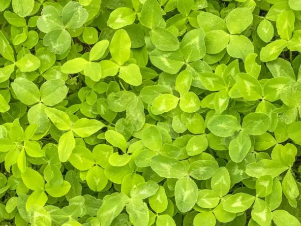 "r"nBackground of green clover. Bright juicy grass. Four leaves on the plant. Grass for the garden.