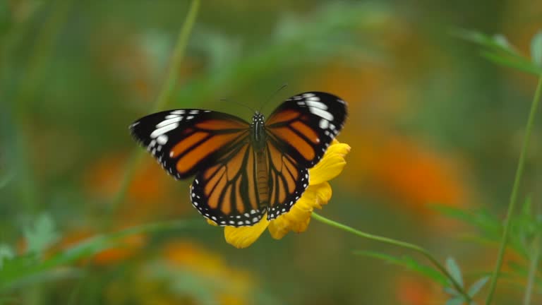 Butterfly On Yellow Flower Slow Motion