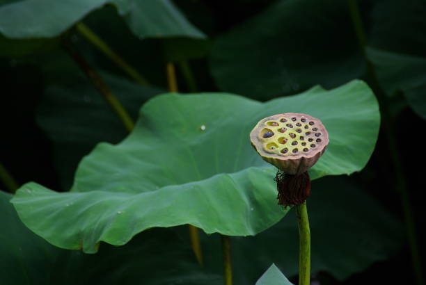 istock lotus flowers give a room after death 1165074463