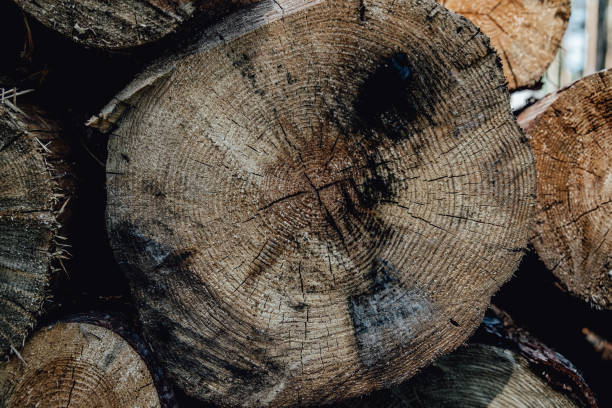 istock Forest pine trees log trunks felled by the logging timber industry 1165074518