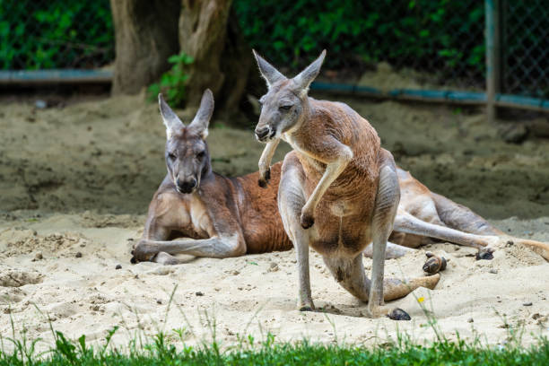 istock Red kangaroo, Macropus rufus in a german zoo 1165074845