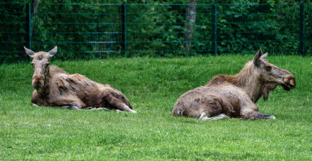 istock European Moose, Alces alces, also known as the elk 1165074869