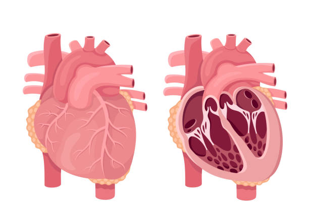 illustrations, cliparts, dessins animés et icônes de vecteur d'anatomie cardiaque humaine. - valvule cardiaque