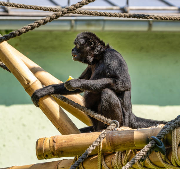 istock The black-headed spider monkey, Ateles fusciceps is a species of spider monkey 1165075806