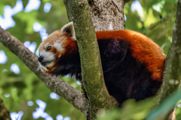 istock The red panda, Ailurus fulgens, also called the lesser panda. 1165076168