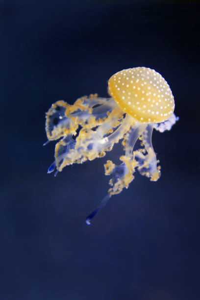 istock Medusa - Phyllorhiza punctata 1165076190
