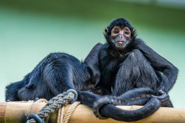 istock The black-headed spider monkey, Ateles fusciceps is a species of spider monkey 1165077107