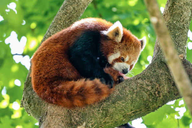 istock The red panda, Ailurus fulgens, also called the lesser panda. 1165077315