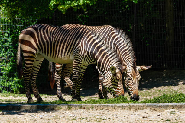 istock Hartmann's Mountain Zebra, Equus zebra hartmannae. An endangered zebra 1165077545