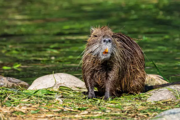 Coypu, Myocastor coypus, also known as river rat or nutria, is a large, herbivorous, semiaquatic rodent and only member of family Myocastoridae.