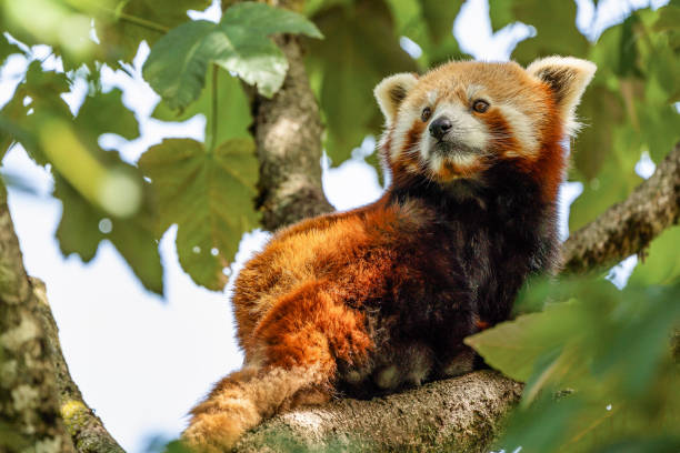 istock The red panda, Ailurus fulgens, also called the lesser panda. 1165078591