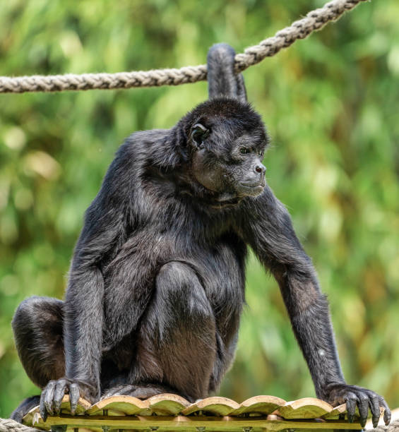 istock The black-headed spider monkey, Ateles fusciceps is a species of spider monkey 1165078698