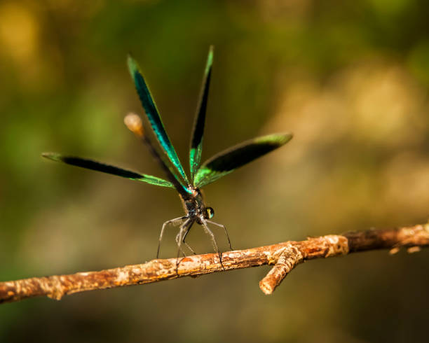 istock Dragonfly sits on a branch above the stream 1165078941