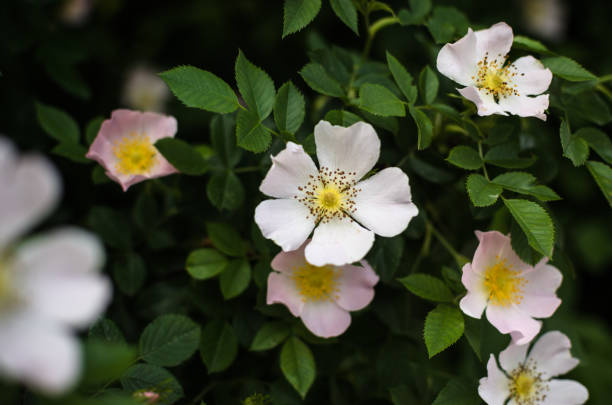 istock Wild rose flowers among greenery 1165079789