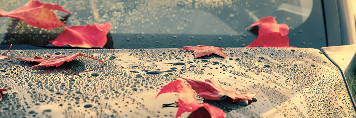 The picture is showing beautiful autumn leaves, that is lying on the polished hood of a car. Since it has rained before, the car and the leaves are still wet. Large drops of water have accumulated on the smooth surface. The sun is low and the light is dramatic. The mirror-like polished lacquer is reflecting the sky and the clouds.