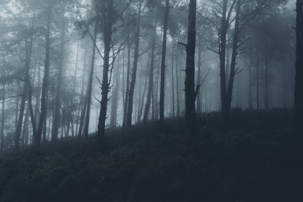 istock In the mist and rain forest, darkness 1165080597