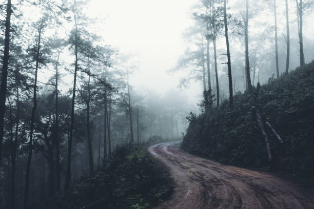 w mgle i lesie deszczowym ciemność - forest transylvania rain fog zdjęcia i obrazy z banku zdjęć
