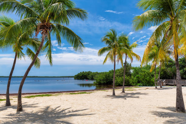 Coconut Palm trees on sandy beach Sunny beach with palms and Caribbean sea in Coral Reef Park, Key Largo, Florida. key largo stock pictures, royalty-free photos & images