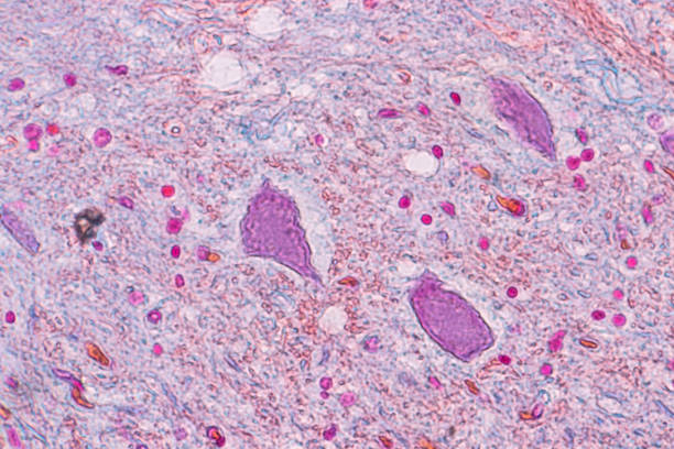 istock Education anatomy and Histological sample Spinal cord Tissue under the microscope. 1165083852