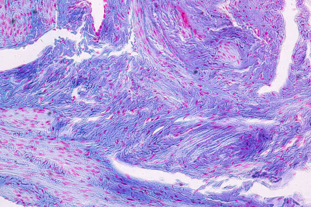 istock Education anatomy and Histological sample Spinal cord Tissue under the microscope. 1165084021