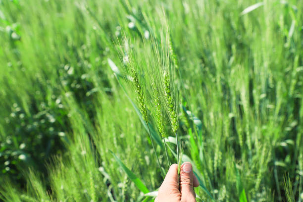 istock Green wheat farm India 1165089819