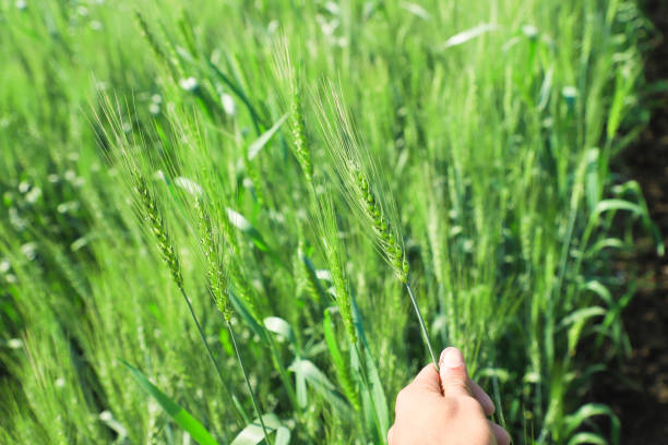 istock Green wheat farm India 1165089859