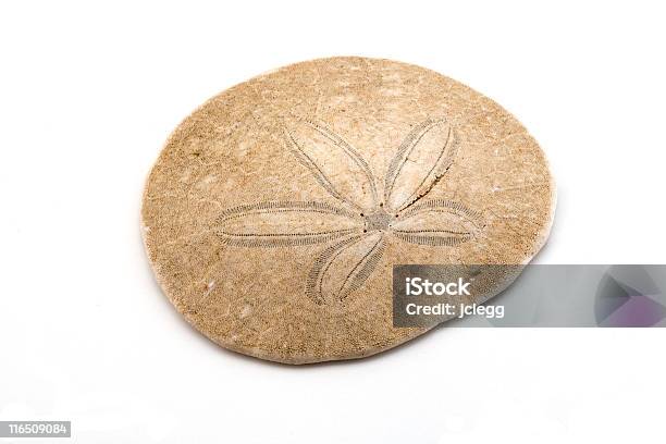 Sand Dollar Isolated On White Stock Photo - Download Image Now - Animal,  Animal Shell, Brown - iStock