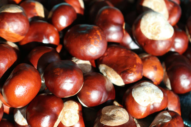 image des piles des conkers, graine mûre brillante de noix de conker de conker à l'automne prête à planter, graines européennes de châtaignier sur le sol tombé de l'arbre (aesculus hippocastanum) pour jouer au jeu des conkers ou recueillir comme dis - chestnut nut brown plant photos et images de collection