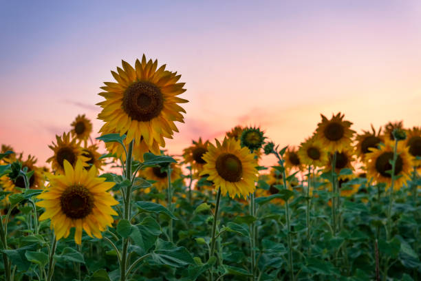 istock Amazing sunset in the sunflowers field 1165092343