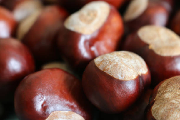 Stock photo of piles of European horse chestnut seeds on ground fallen from tree (aesculus hippocastanum) conkers, shiny ripe brown conker nuts seed in autumn ready to plant, to play game of conkers or collect as scaring spider repellent deterrent with smell imagen de montones de conkers, semillas de nueces de conker marrón maduro brillante en otoño listo para plantar, semillas de castaña de caballo europeo en el suelo caídos de árbol (aesculus hippocastanum) para jugar juego de conkers o recoger como ate