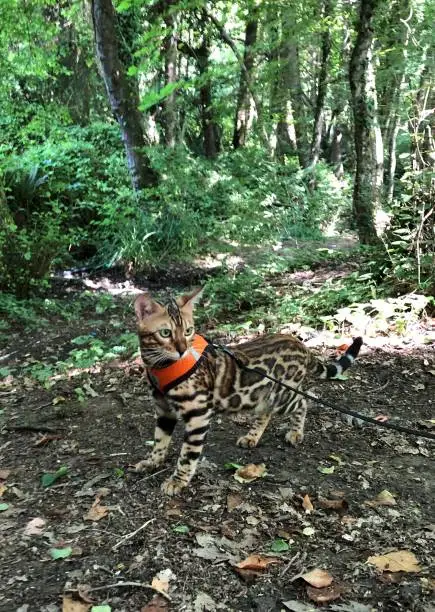 A bengal cat walking with a leash in Belgrad Forest in Istanbul