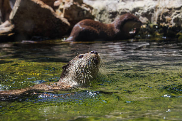 istock Asian small clawed otter (amblonyx cinereus) swimming in fresh water 1165094939