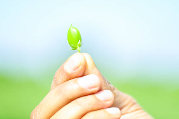 istock Fresh Green Chickpeas field , Chick peas also known as harbara or harbhara in hindi and Cicer is scientific name,in hand 1165095962