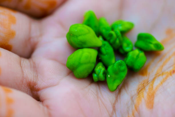 istock Fresh Green Chickpeas field , Chick peas also known as harbara or harbhara in hindi and Cicer is scientific name,in hand 1165095968