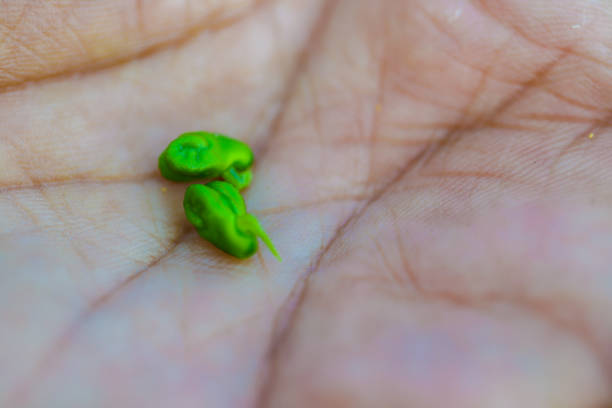Fresh Green Chickpeas field , Chick peas also known as harbara or harbhara in hindi and Cicer is scientific name,in hand