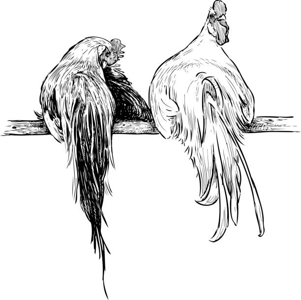 Sketch of two roosters sitting on a pole Hand drawing of a pair of cocks sitting on a pole. bantam stock illustrations