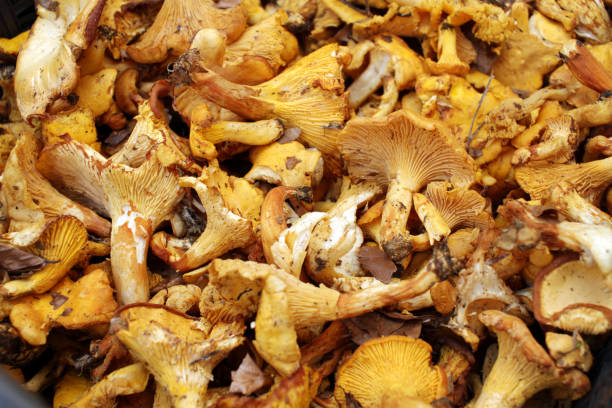 istock Yellow chanterelle (cantharellus cibarius). Chanterelle mushrooms 1165096047