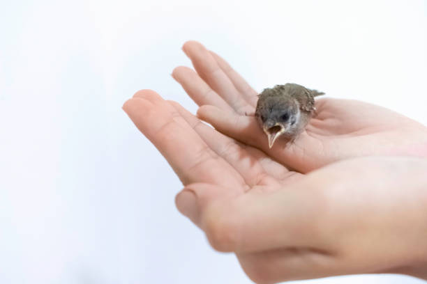 istock Sparrow in one hand on a white background 1165097343